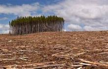 Wood Pellet Manufacturing in a Rainforest