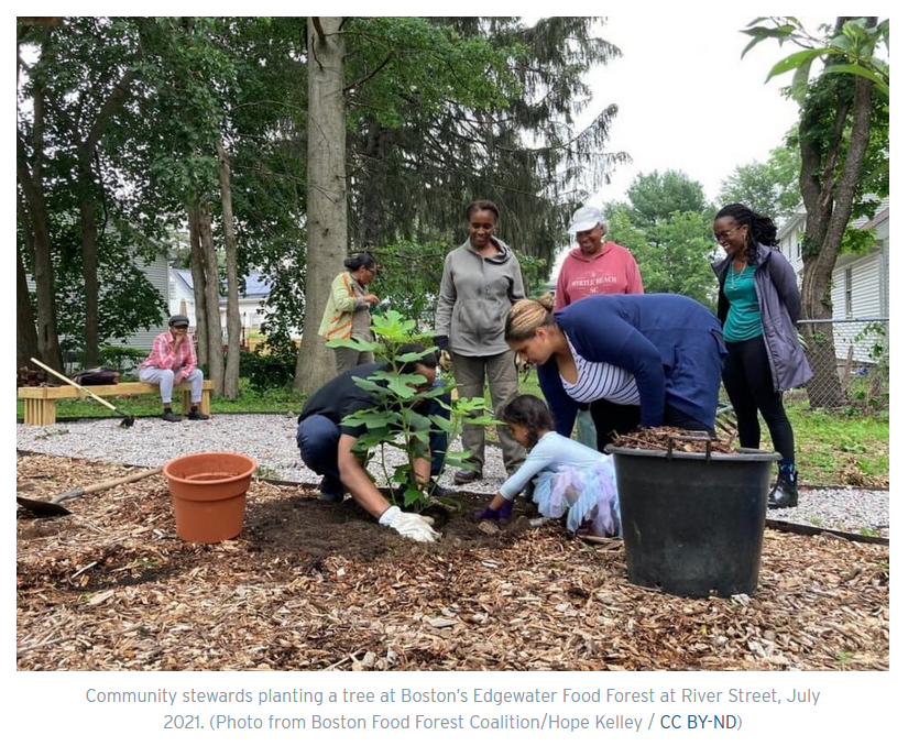 Food Forests Are Bringing Shade And Sustenance To US Cities